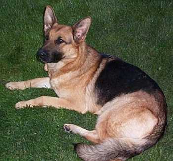 Jessie