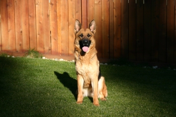 Jessie