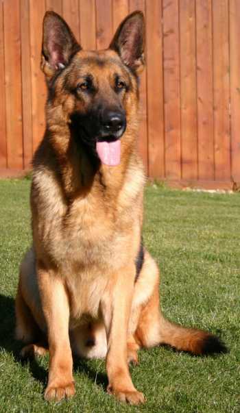 Kaiser