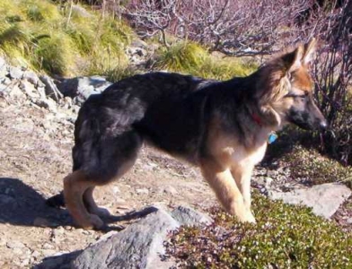 Freia