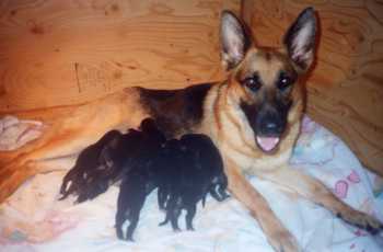Jessie and pups