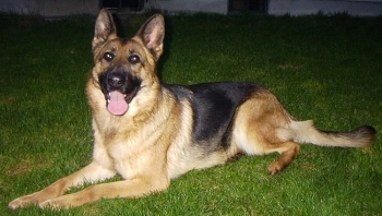 Koni