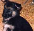 puppy thinking