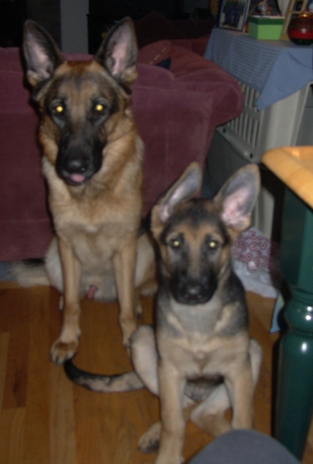 Zeus and Bear